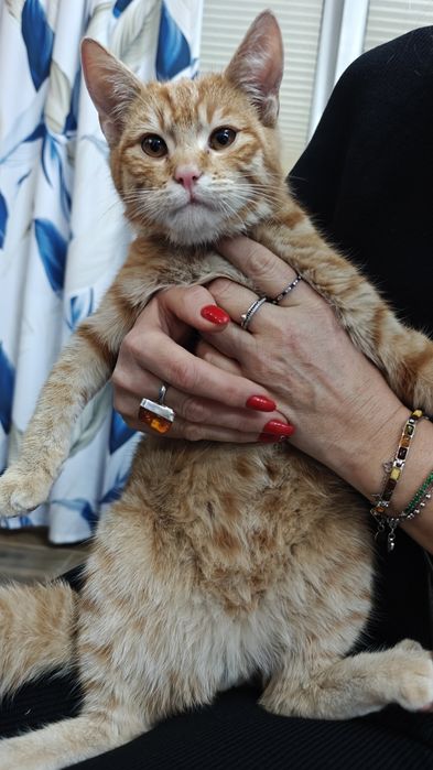 Kotek szuka ciepłego domu