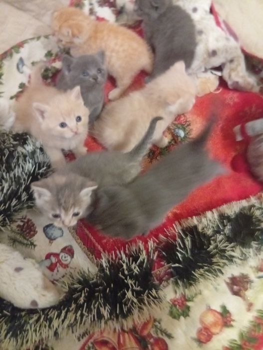 Скоттиш фолд, скоттиш страйт,британцы, вислоухие котята