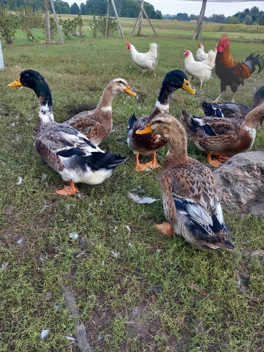 Kaczki staropolskie  okazja jaja lęgowe zielononóżki