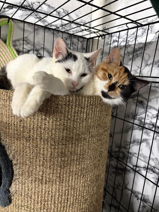 Urocze kocie rodzeństwo szuka domu