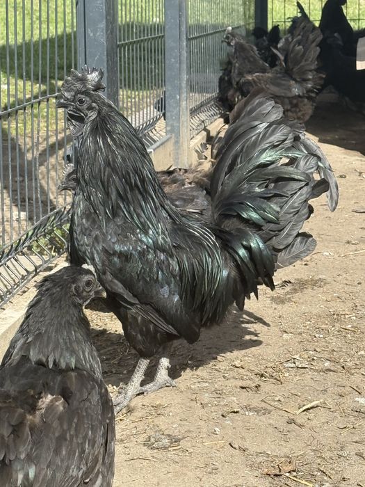 Ayam Cemani jaja lęgowe