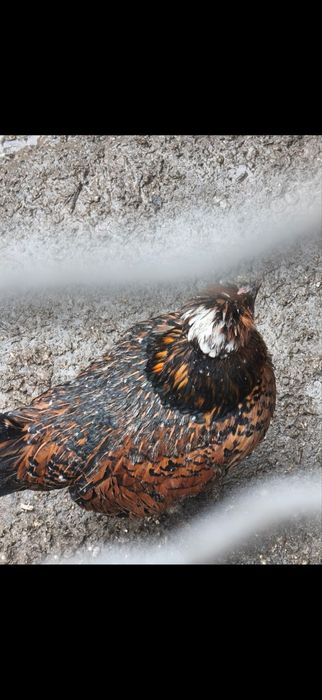 Продам Корольки ситцеві