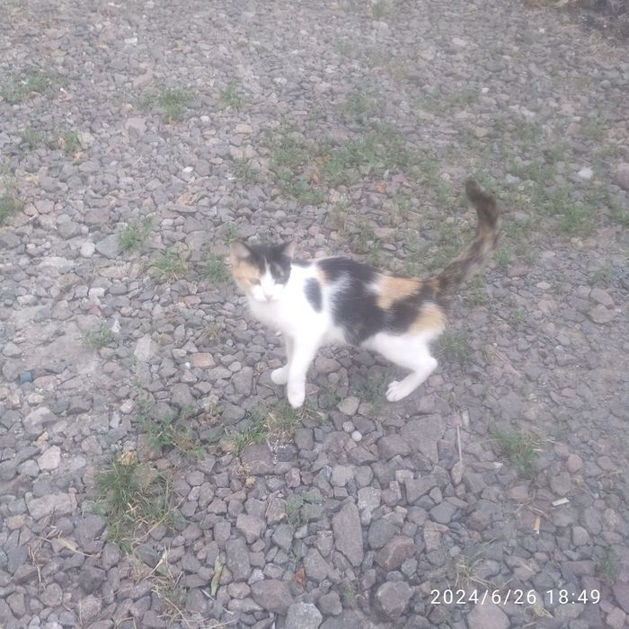 Отдам даром котят красивые