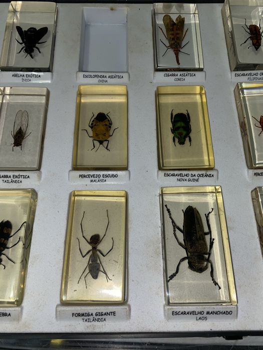 Bichos em resina