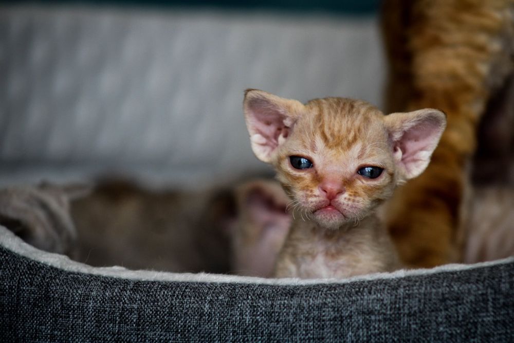 Kocieta devon rex