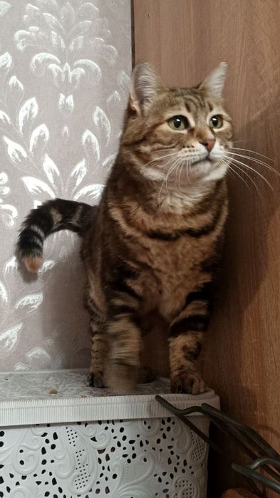 Очень красивая кошечка в бенгальской шубке ( 3 года) ищет  дом