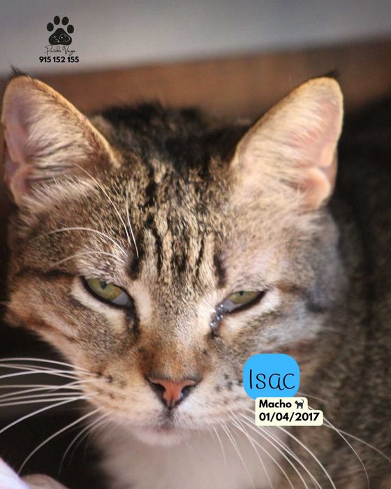 Gato Para Adoção (Isac)