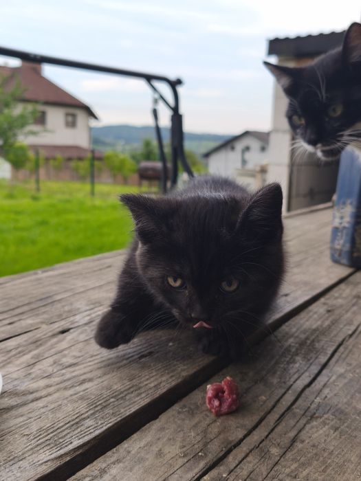 КОШЕНЯ  котика подарую