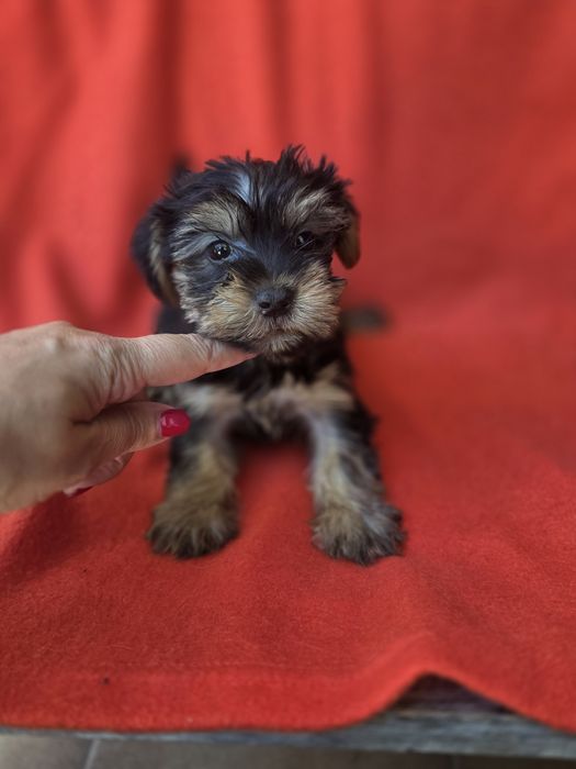 Yorkshire Terrier