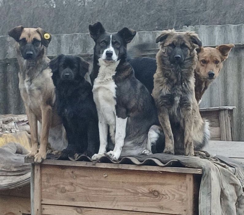 Стерилізовані собаки-дівчата шукають дім