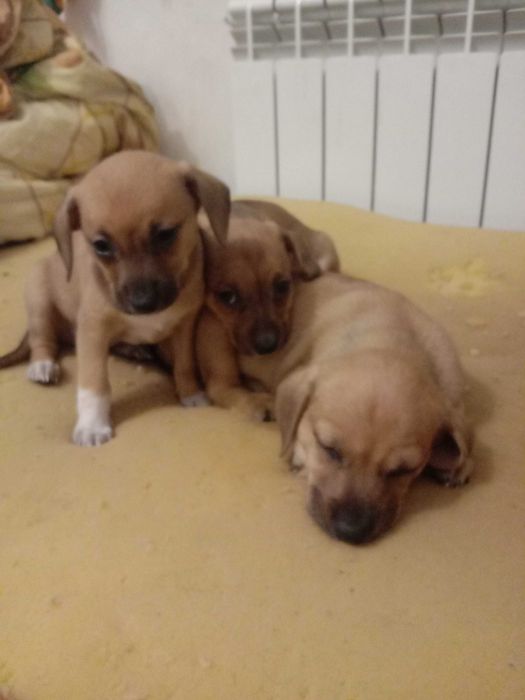 Віддам щенят в добрі руки