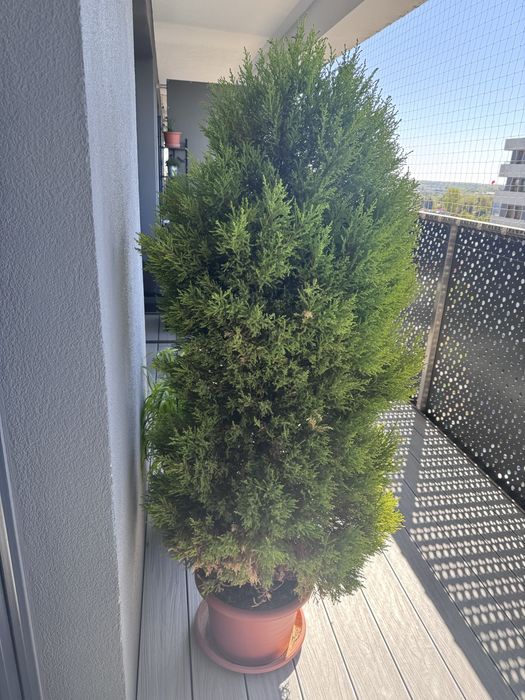 Sprzedam cyprysa 150 cm!