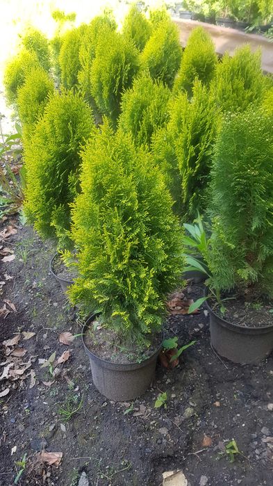 Tuja Aurea Nana -tuje żółte książkowe w doniczkach