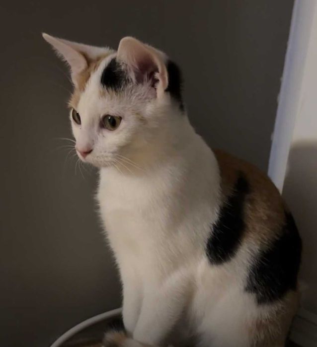 SISI – delikatna księżniczka szuka swojego spokojnego królestwa