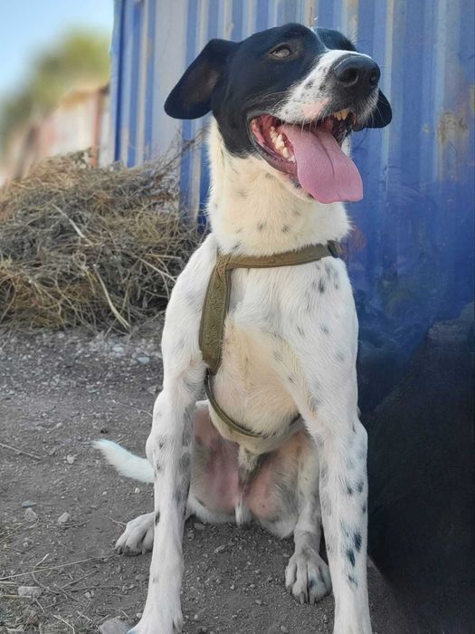 Flecha - cão medio para adoção