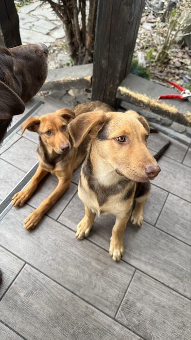 Віддам в добрі руки цуциків