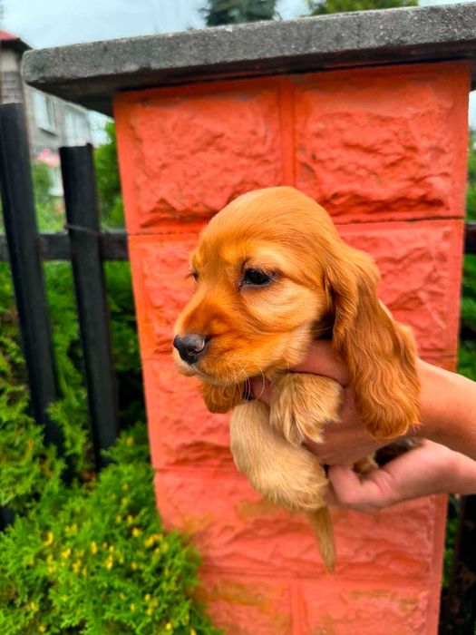 Cocker spaniel angielski