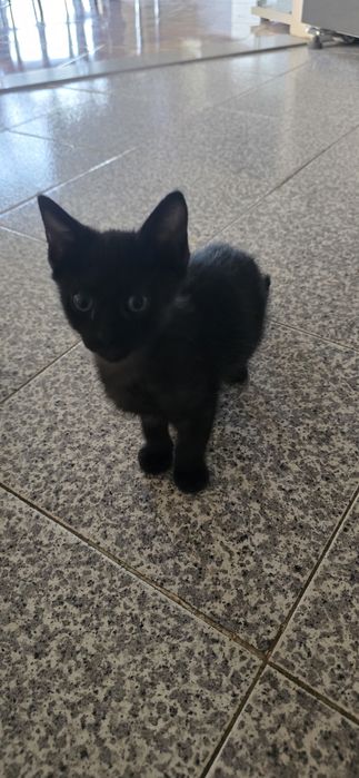 Dou para adocao responsável gato e gatinha