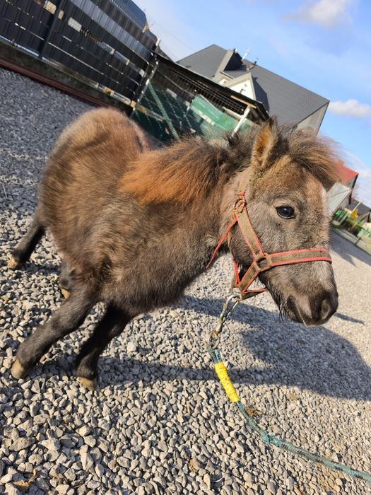 Ogierek Kucyk NIUTEK