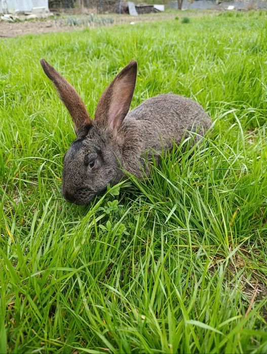 Królik belgijski