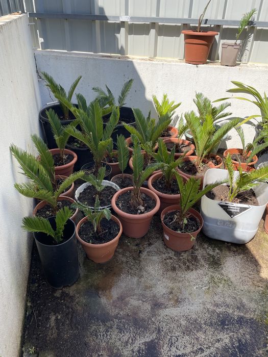 Vendo plantas sikas