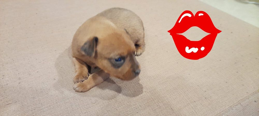 Bebé XX porte pequeno