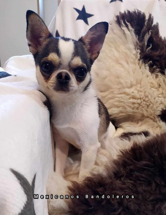 NAJPIĘKNIEJSZY MINI XS Królewicz chihuahua  !!