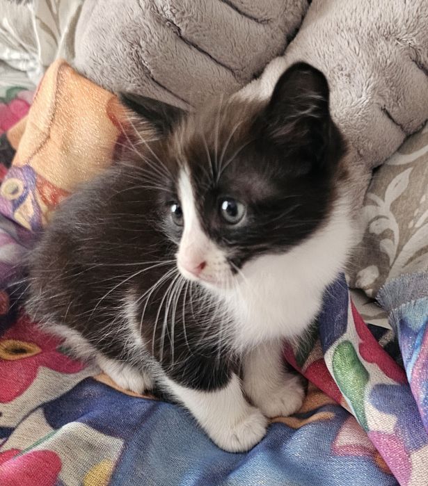 Gatinhos bebés adoção responsável
