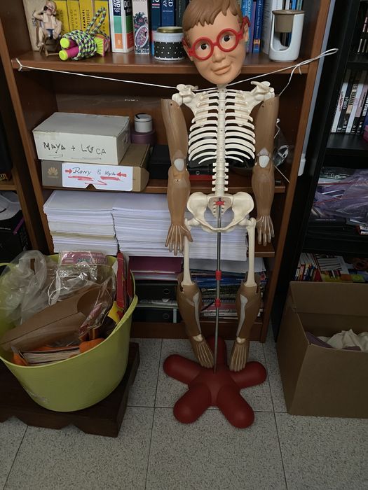 Esqueleto corpo humano ( tamanho digno)