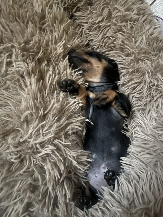 Потужні цуценята таксята