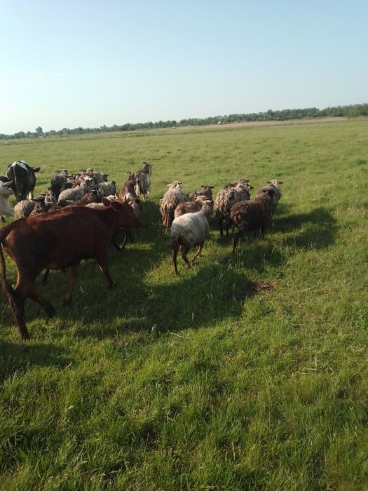 Продам  вівців  не дорого