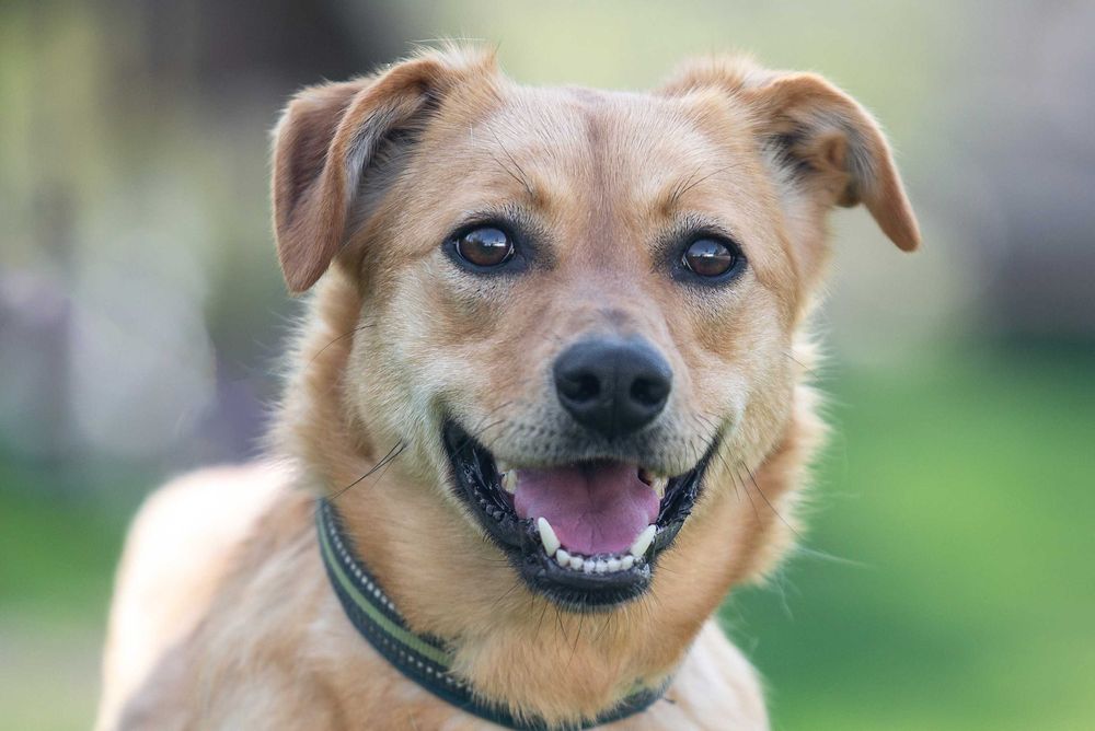 Віддам в добрі руки особливу молоду собачку Фею.