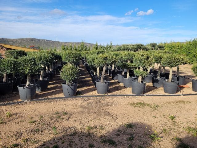 Drzewka oliwne w donicy