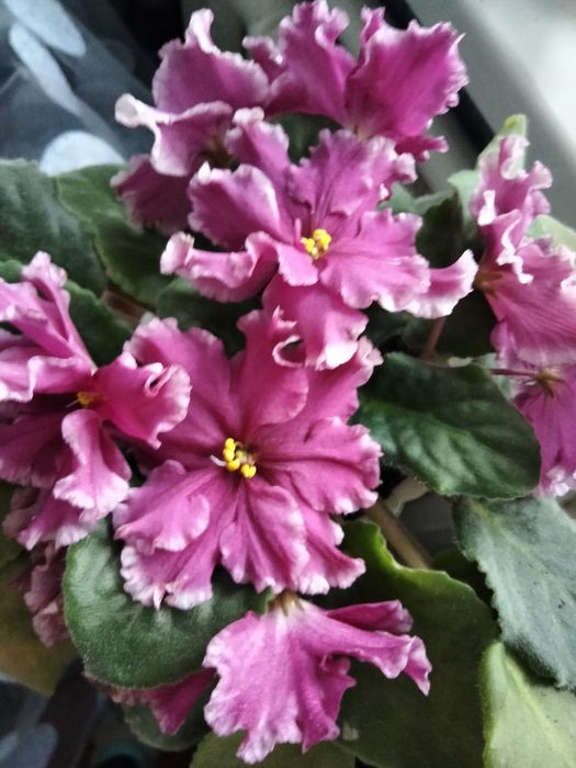 Фіалки.   квітучі