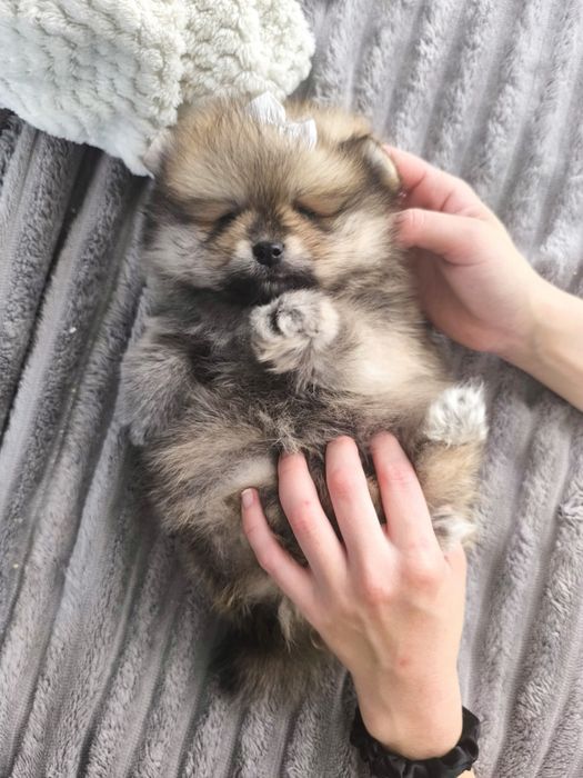 Spitz Anão.Lulu da Pomerânia Menina Laranja. Pop e Afixo. Perfeita