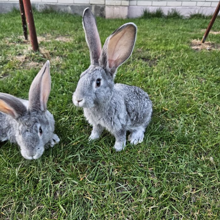 Samce olbrzym belgijski szynszylowy