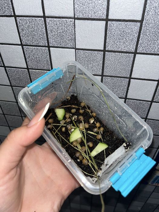 Продам Ахатин Іммакулята