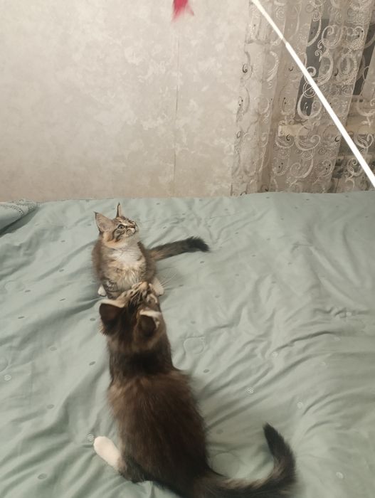 Мейн-кун кошенята