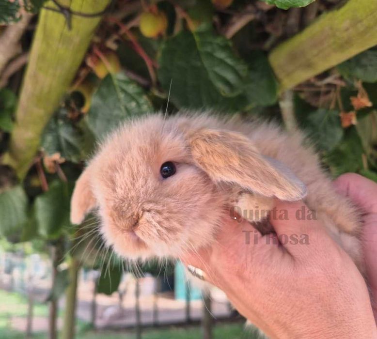 Coelhos Anões Mini Lop – Amor em Forma de Coelho