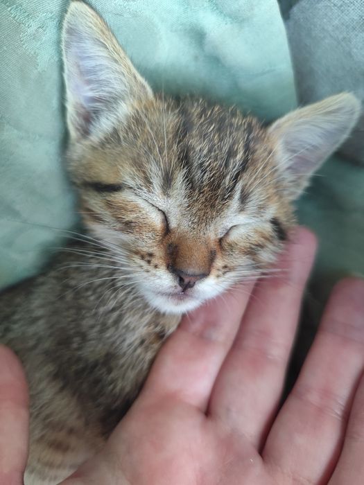 Котята бесплатно