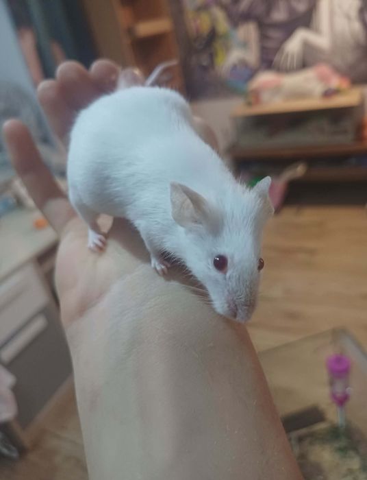 Oddam samiczki myszy