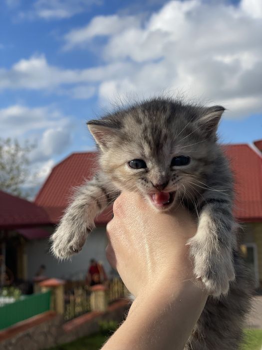 Котик в добрі руки