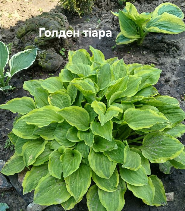 Хости багаторічні
