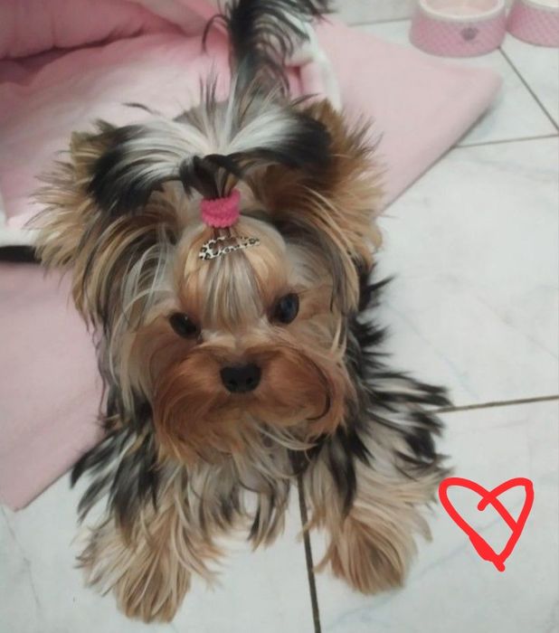 Поспішайте! Породні йорки !