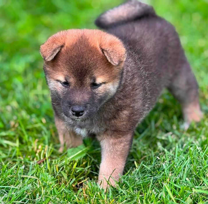 NATSUMI suka sunia shiba inu FCI ZKwP Gotowa do odbioru