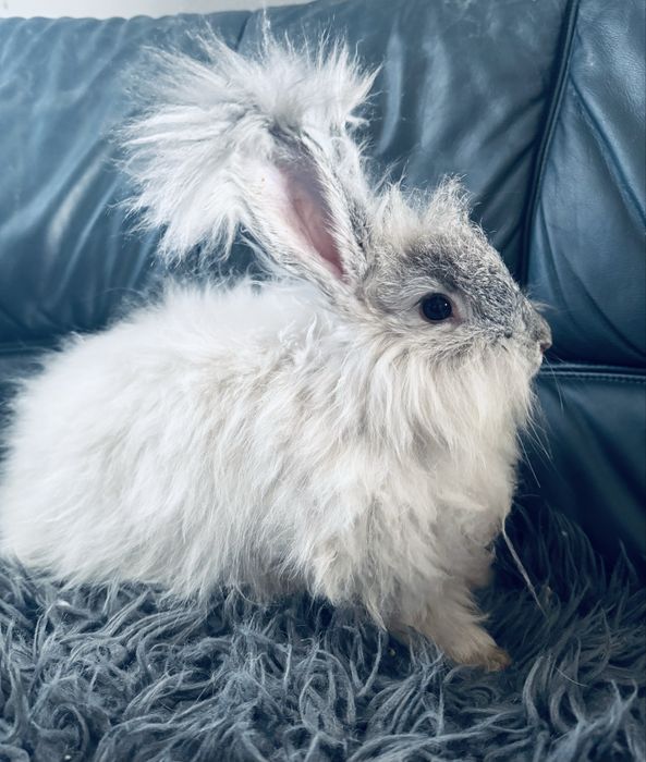 Królik Angora Angielska YORK dziewczynka „”BLANKA”””