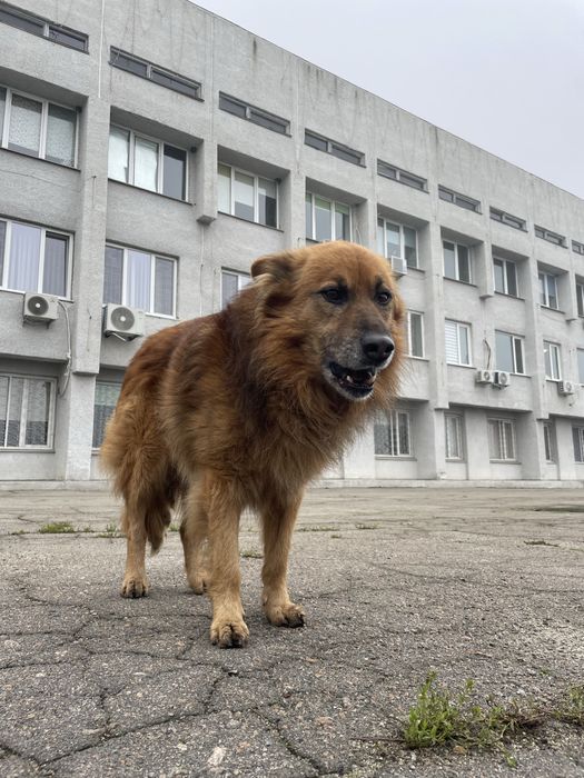 Собака шукає дім