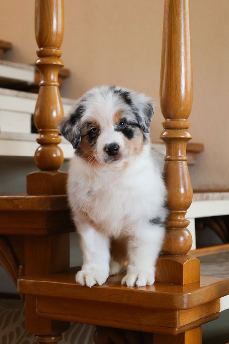 Хлопчик австралійської вівчарки ( ауссі ) ВІЛЬНИЙ