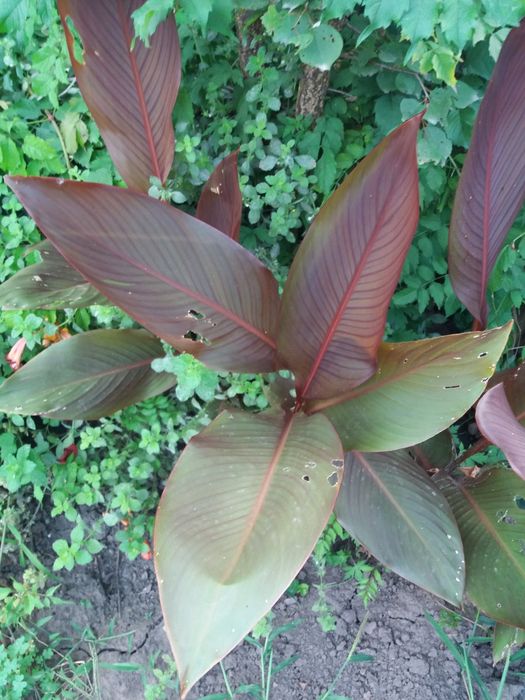 вуличні Канна Eric Neubert