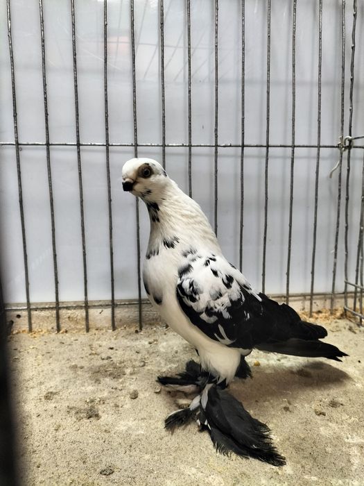 Gołębie ozdobne, motyl warszawski.